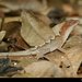 Anolis tropidonotus tropidonotus - Photo (c) Chris Harrison, some rights reserved (CC BY-NC), uploaded by Chris Harrison