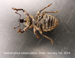 Hadramphus tuberculatus