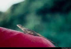 Anolis sericeus