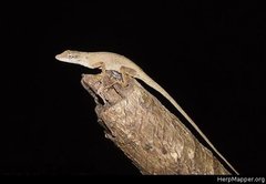 Anolis sericeus
