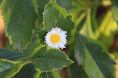 Erigeron
