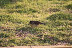 Passer domesticus