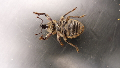 Hadramphus tuberculatus