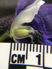 Delphinium trolliifolium