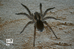 Lycosidae