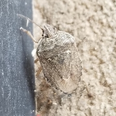 Hymenarcys nervosa