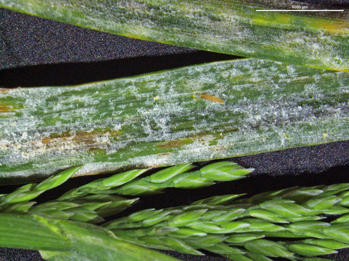 Blumeria graminicola