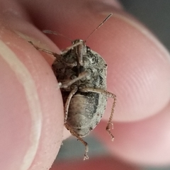 Hymenarcys nervosa