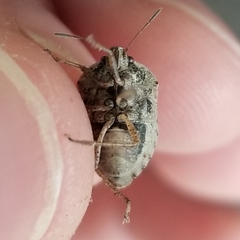 Hymenarcys nervosa