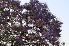 Jacaranda