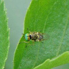 Euparyphus cinctus