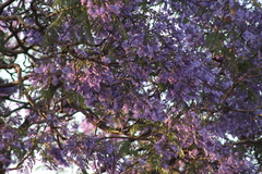 Jacaranda
