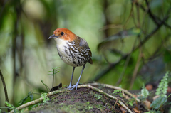 Chestnut-Crowned Antpitta photo 1