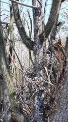Tillandsia intermedia