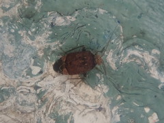 Wekamiris auropilosus