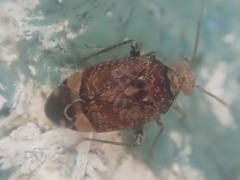 Wekamiris auropilosus