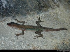 Anolis barkeri