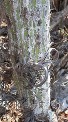 Tillandsia intermedia