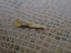 Sagephora phortegella