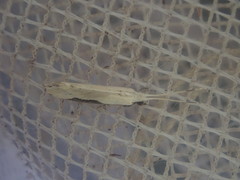 Sagephora phortegella