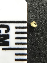 Delphinium trolliifolium