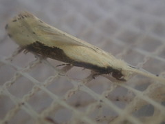 Sagephora phortegella