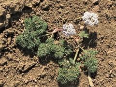 Lomatium nevadense