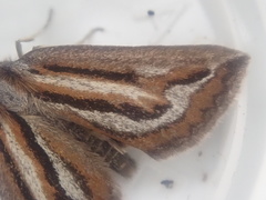 Aponotoreas synclinalis