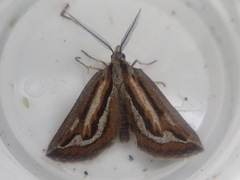 Aponotoreas synclinalis