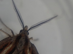 Aponotoreas synclinalis