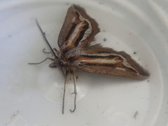 Aponotoreas synclinalis