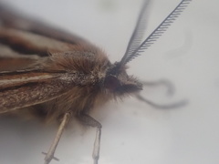 Aponotoreas synclinalis