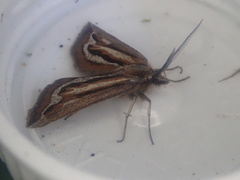 Aponotoreas synclinalis