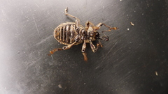 Hadramphus tuberculatus