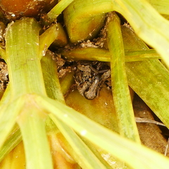 Hadramphus tuberculatus