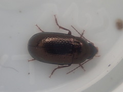 Amarotypus edwardsii