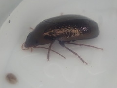 Amarotypus edwardsii