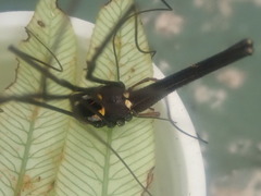 Pantopsalis phocator