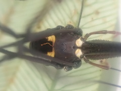 Pantopsalis phocator