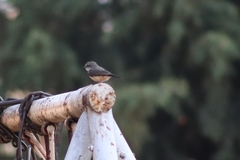 Pyrocephalus rubinus