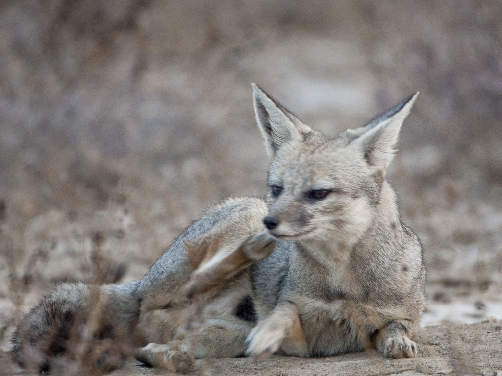 Indian Fox (Mammals of Surendranagar district, Gujarat) · iNaturalist