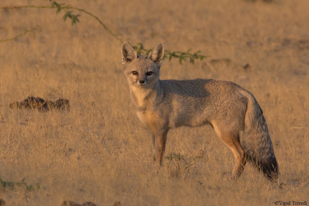 Bengal fox - Wikipedia