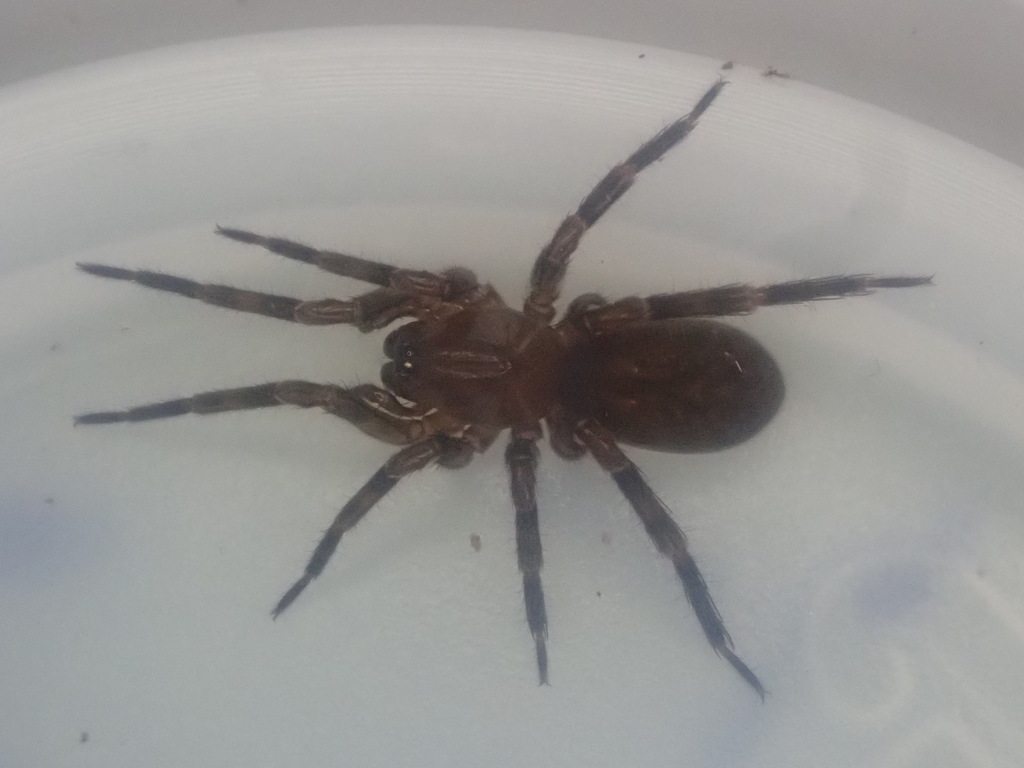 Pakeha tecta
