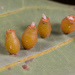 Dimocarpomyia folicola - Photo (c) portioid, μερικά δικαιώματα διατηρούνται (CC BY-SA), uploaded by portioid
