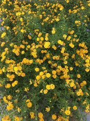 Lantana × hybrida