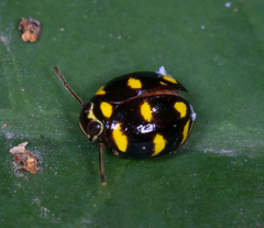 Ceratogergithus pseudotessellatus
