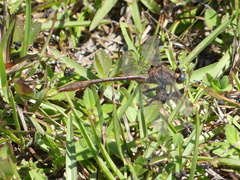 Phanogomphus minutus