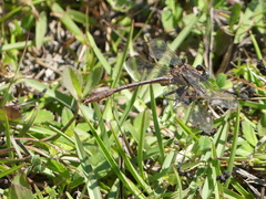 Phanogomphus minutus