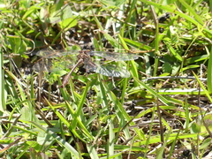 Phanogomphus minutus