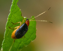 Trichobalya bowringii